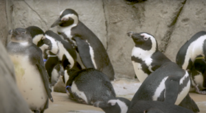 African Penguins at the Dallas Zoo